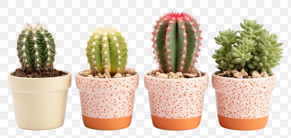 PNG  Cacti plants in pots cactus white background houseplant. AI generated Image by rawpixel.
