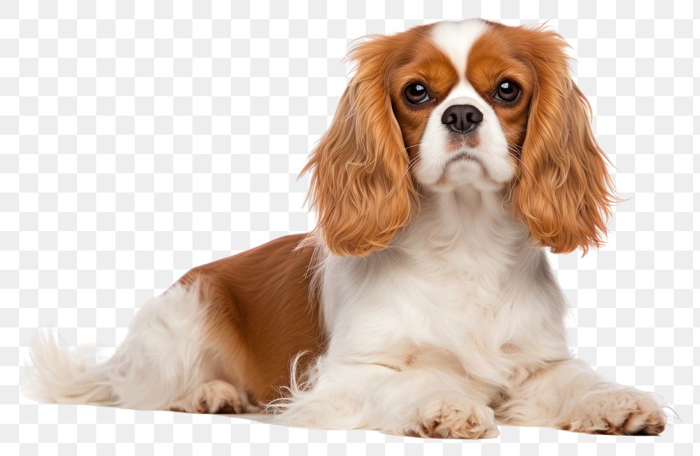 PNG Cavalier king charles spaniel animal mammal dog. AI generated Image by rawpixel.