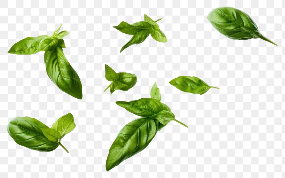 PNG Basil leaves vegetable spinach plant. AI generated Image by rawpixel.