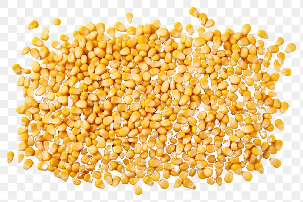 PNG Uncooked corn grains backgrounds plant food. AI generated Image by rawpixel.