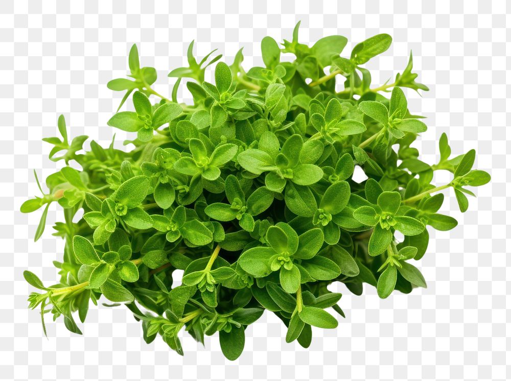 PNG Thyme plant herbs leaf. AI generated Image by rawpixel.