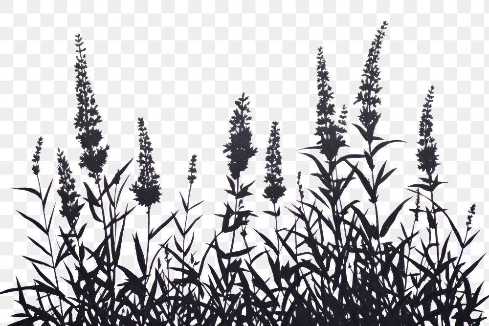 PNG Lavender plant silhouette outdoors nature. AI generated Image by rawpixel.