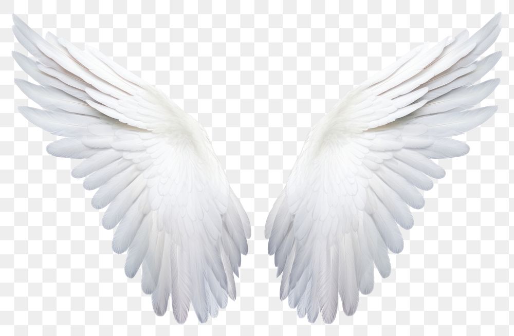 PNG  Pair of angel wings white bird white background. AI generated Image by rawpixel.