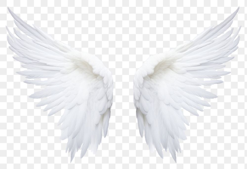 PNG  Pair of angel wings white bird white background