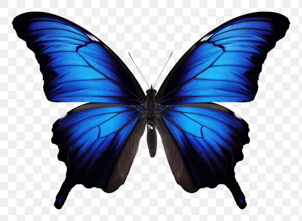 PNG Dark blue butterfly animal insect white background. AI generated Image by rawpixel.