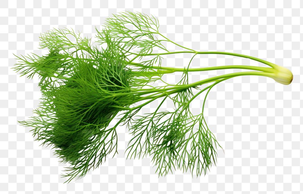 PNG Dill plant food white background. AI generated Image by rawpixel.