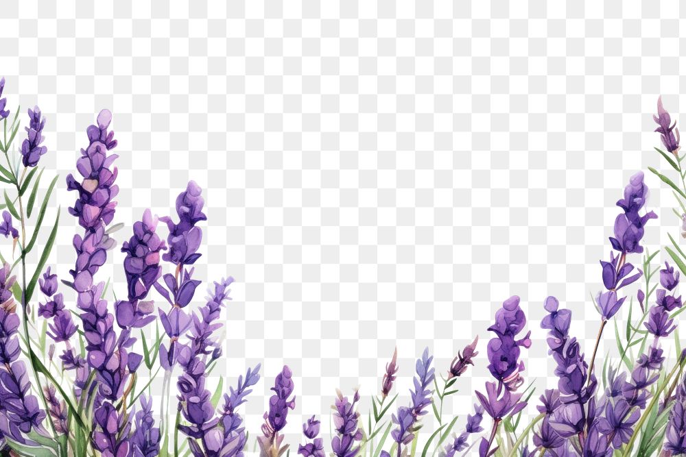 PNG  Lavender blossom backgrounds flower purple