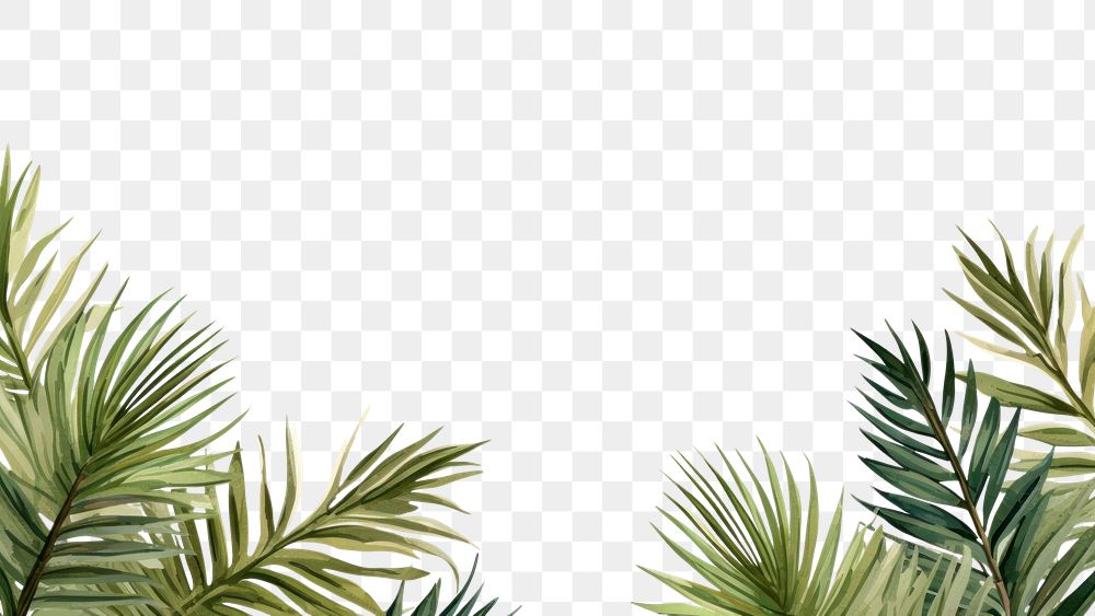 PNG  Palm leaves backgrounds nature plant