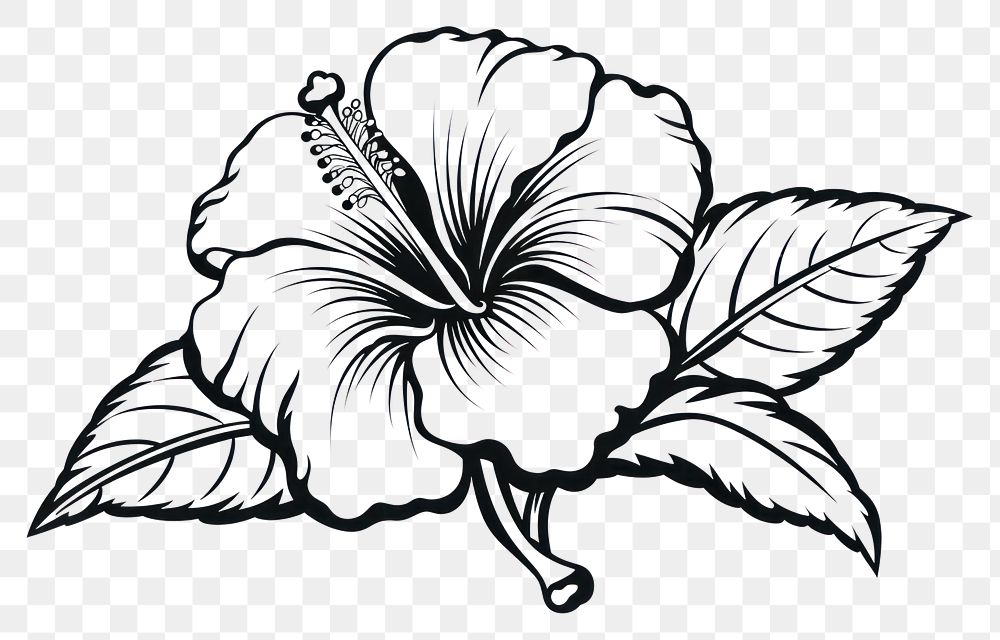 PNG  Hibiscus hibiscus drawing flower. AI generated Image by rawpixel.