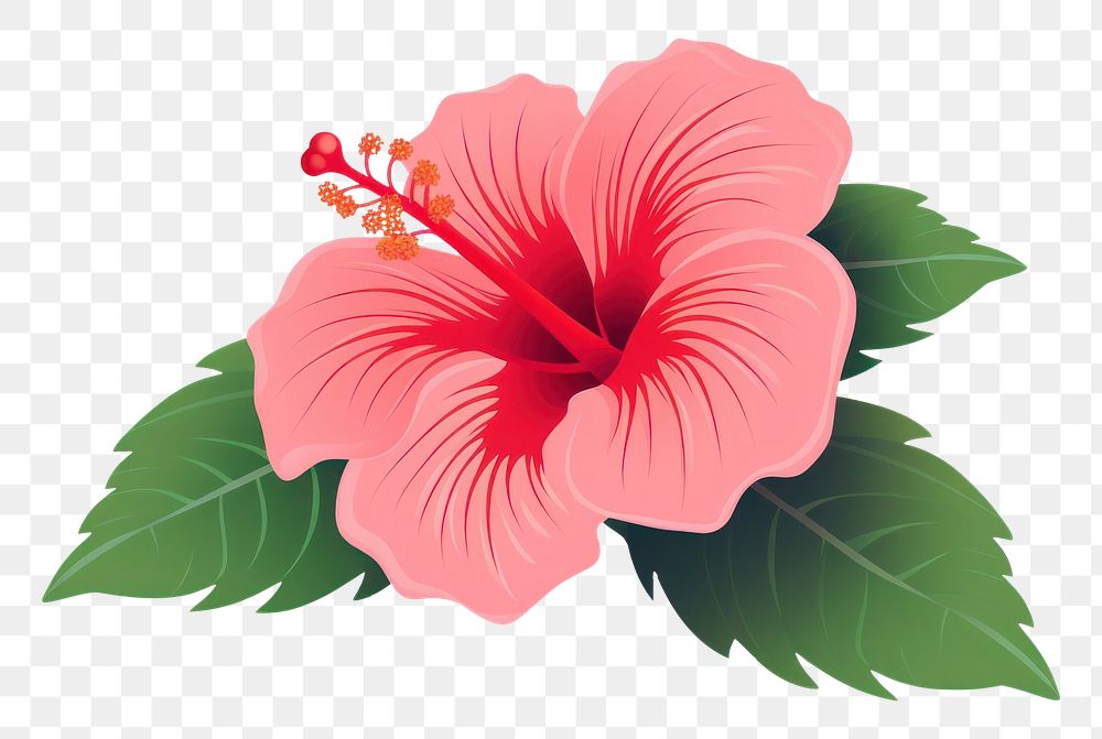 PNG Hibiscus hibiscus flower plant. AI generated Image by rawpixel.