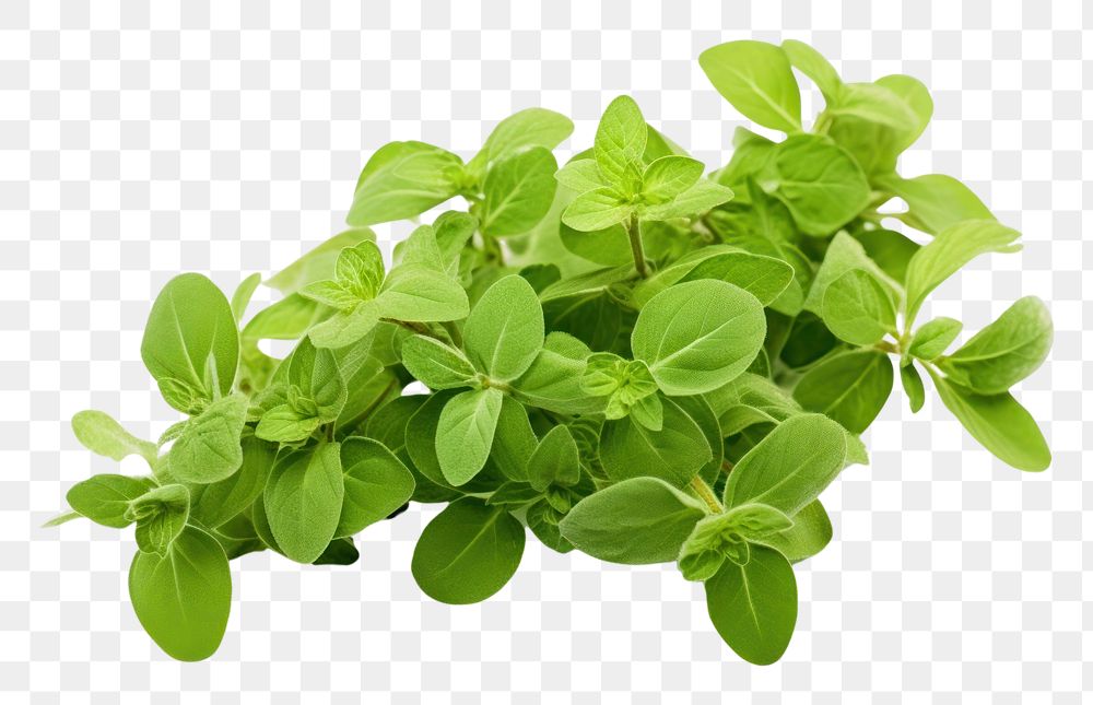 PNG Oregano plant herbs leaf. AI generated Image by rawpixel.