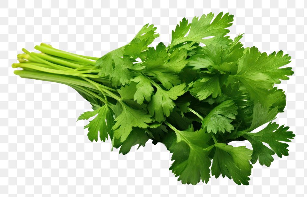PNG Parsley plant herbs white background. AI generated Image by rawpixel.