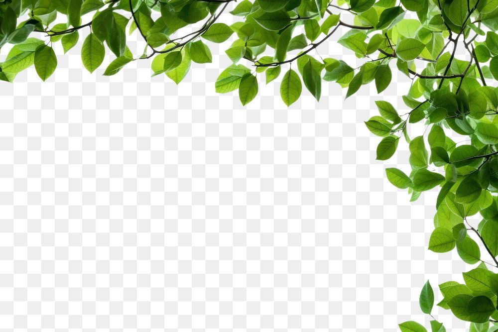PNG Tree branches with green leaf on left border tree backgrounds outdoors. AI generated Image by rawpixel.