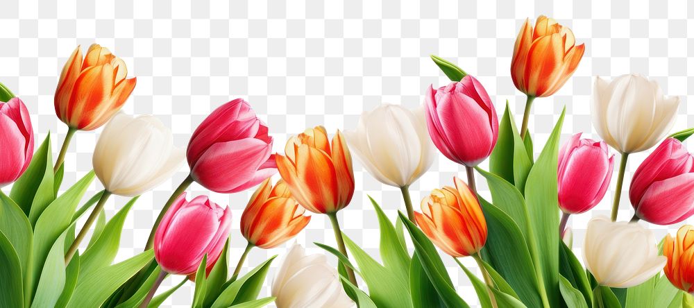 PNG  Tulips flowers and leaves outdoors nature plant. AI generated Image by rawpixel.