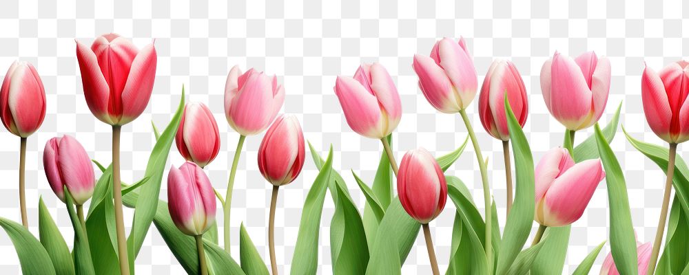 PNG  Tulips flowers and leaves blossom plant white background. AI generated Image by rawpixel.