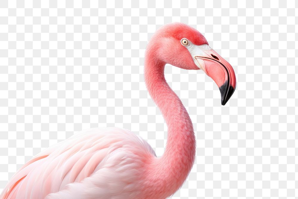 PNG Flamingo bird animal beak white background. AI generated Image by rawpixel.