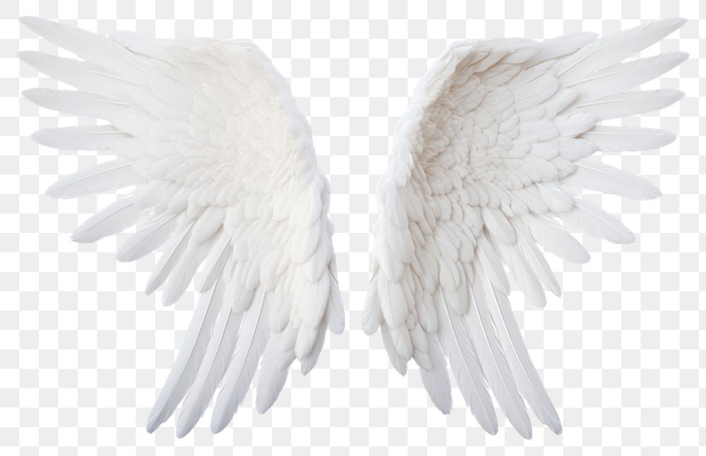 PNG  Pair of white angel wing bird white background archangel. AI generated Image by rawpixel.
