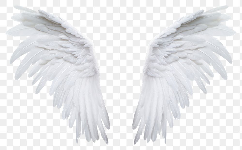 PNG  Pair of white angel wing flying bird white background. AI generated Image by rawpixel.