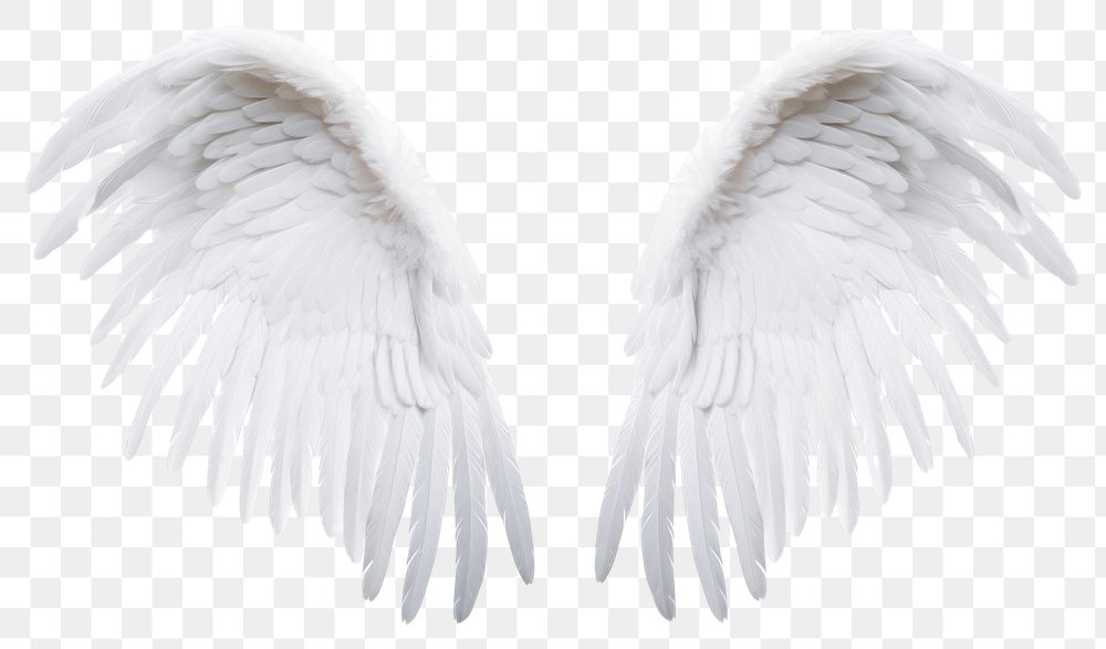 PNG  Pair of white angel wing bird white background archangel. AI generated Image by rawpixel.