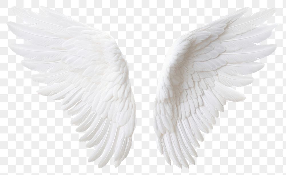 PNG  Pair of white angel wing bird white background lightweight. AI generated Image by rawpixel.