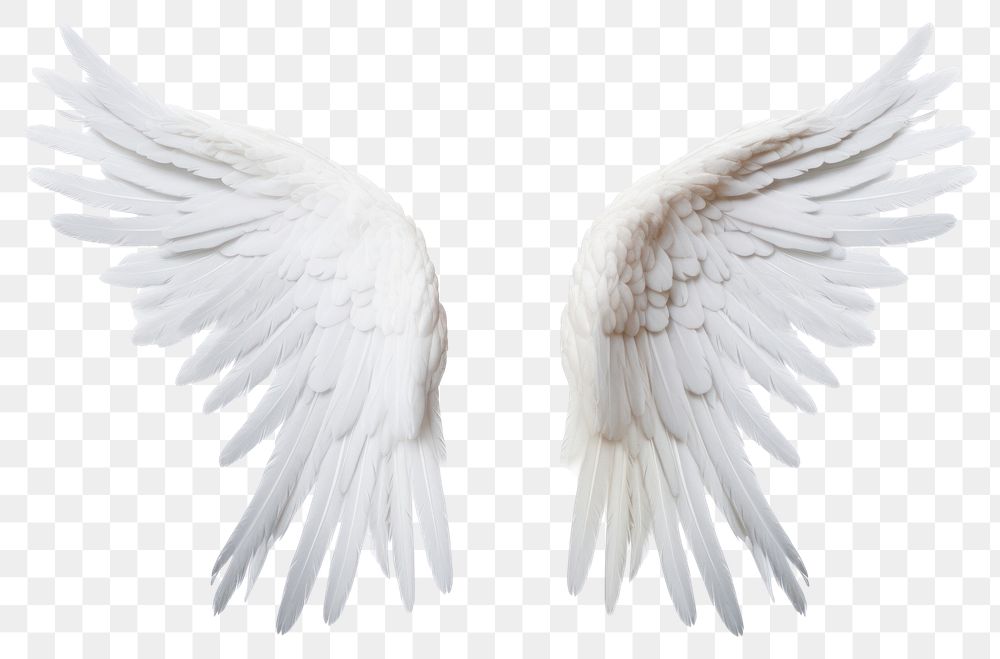 PNG  Pair of white angel wing bird white background feather. AI generated Image by rawpixel.