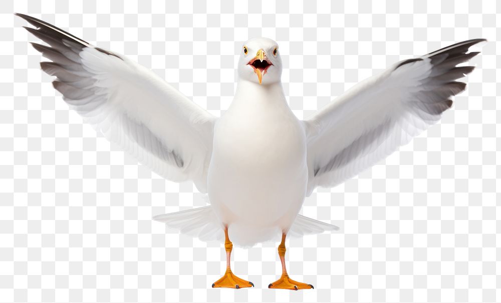PNG Seagulls bird animal white beak. AI generated Image by rawpixel.