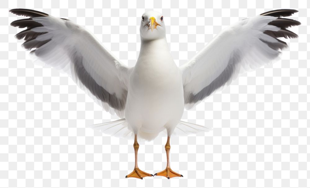 PNG Seagulls bird animal flying white. AI generated Image by rawpixel.