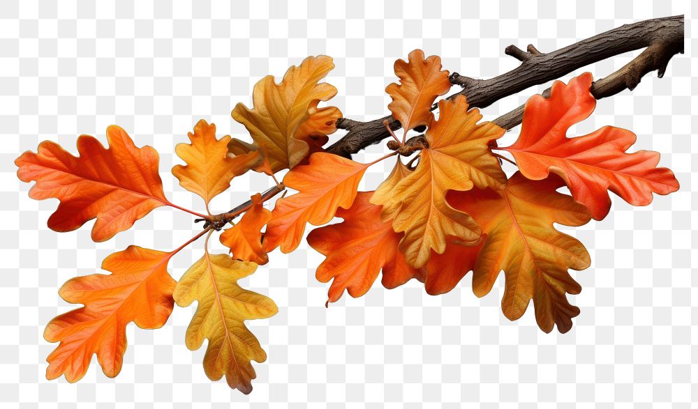 PNG Autumn leaves plant maple leaf. AI generated Image by rawpixel.