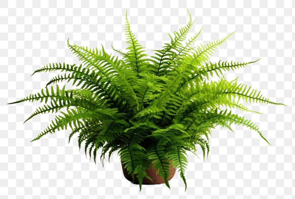 PNG Boston fern plant houseplant freshness
