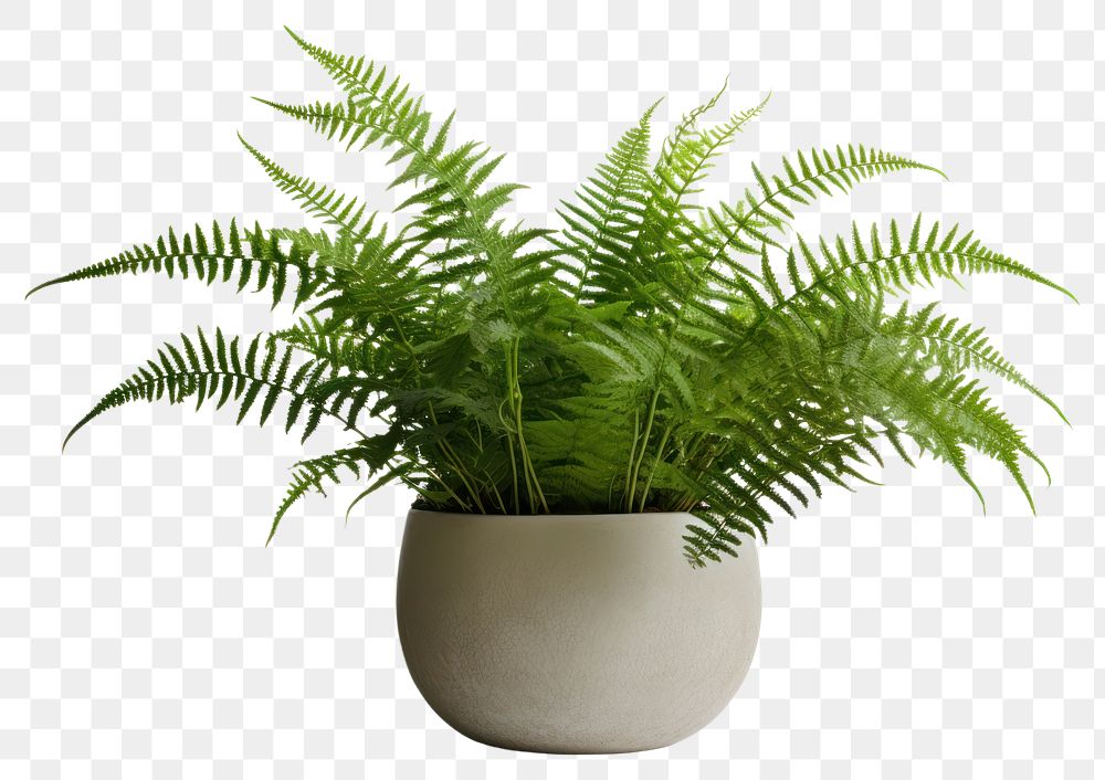 PNG Fern plant houseplant white background. AI generated Image by rawpixel.