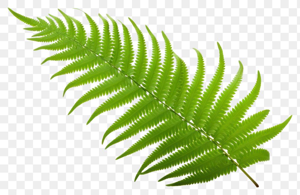 PNG Fern plant leaf white | Free PNG - rawpixel