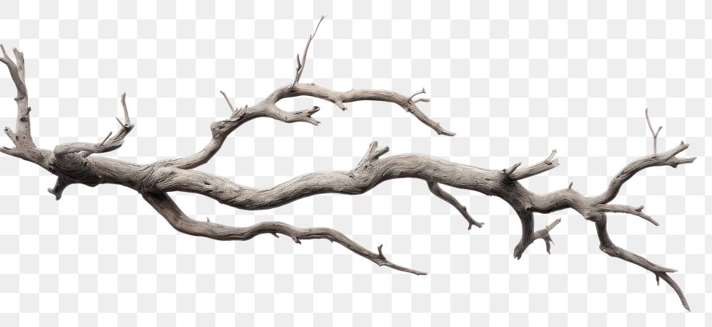 Png Grey Dry Branch Driftwood 