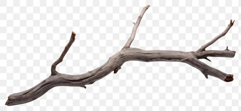 PNG  Grey dry branch driftwood white background tranquility