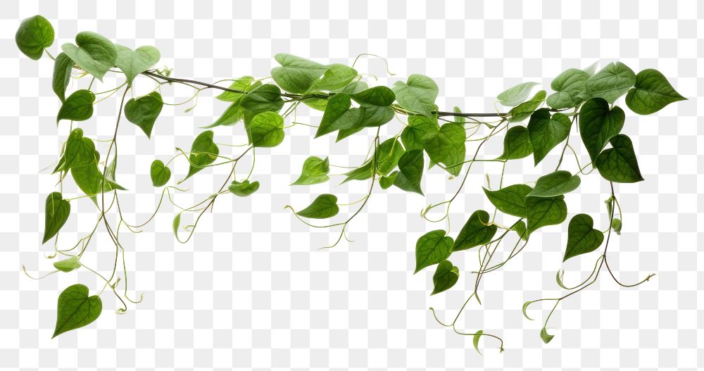 PNG  Green Vine plants green leaf vine. AI generated Image by rawpixel.