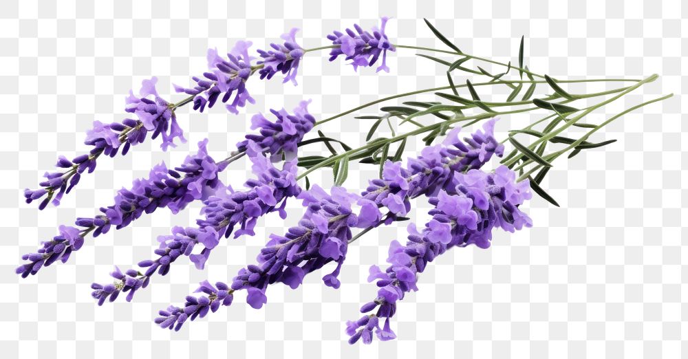 PNG  Lavender branches blossom flower plant. AI generated Image by rawpixel.