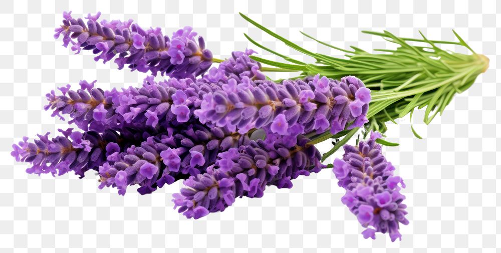 PNG  Lavender blossom flower plant. AI generated Image by rawpixel.