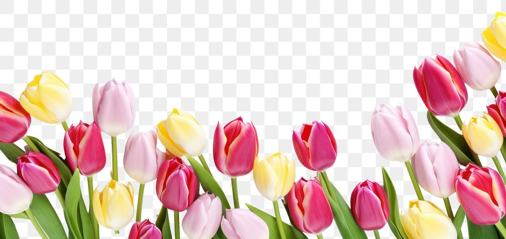 PNG  Tulips flowers and leaves petal plant white background. AI generated Image by rawpixel.