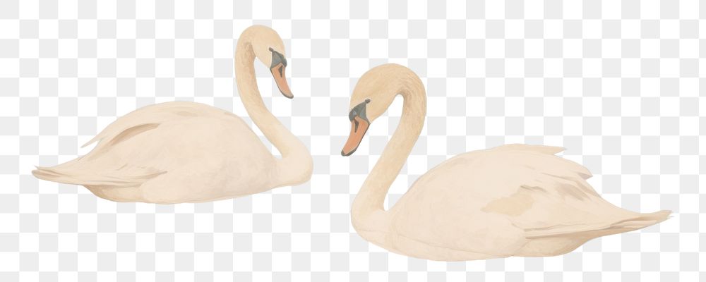 PNG  2 swans in the lake outdoors painting animal. AI generated Image by rawpixel.