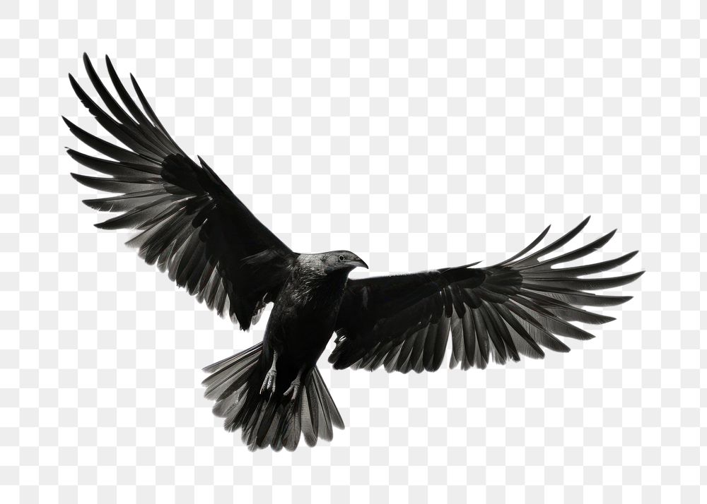 PNG Bird flying in the sky vulture animal black. AI generated Image by rawpixel.