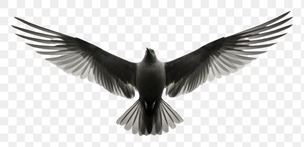 PNG Bird flying in the sky animal black white. AI generated Image by rawpixel.