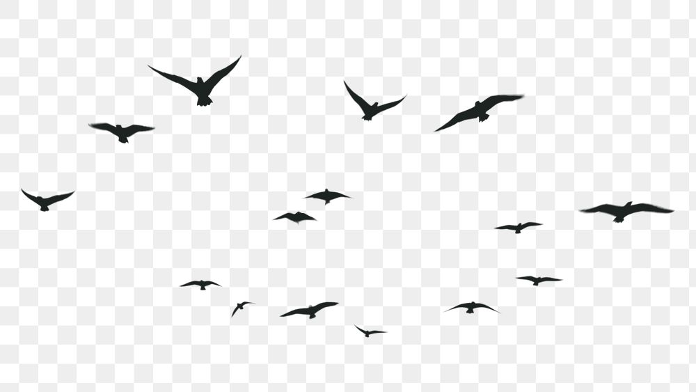 PNG Birds flying in the sky outdoors animal nature