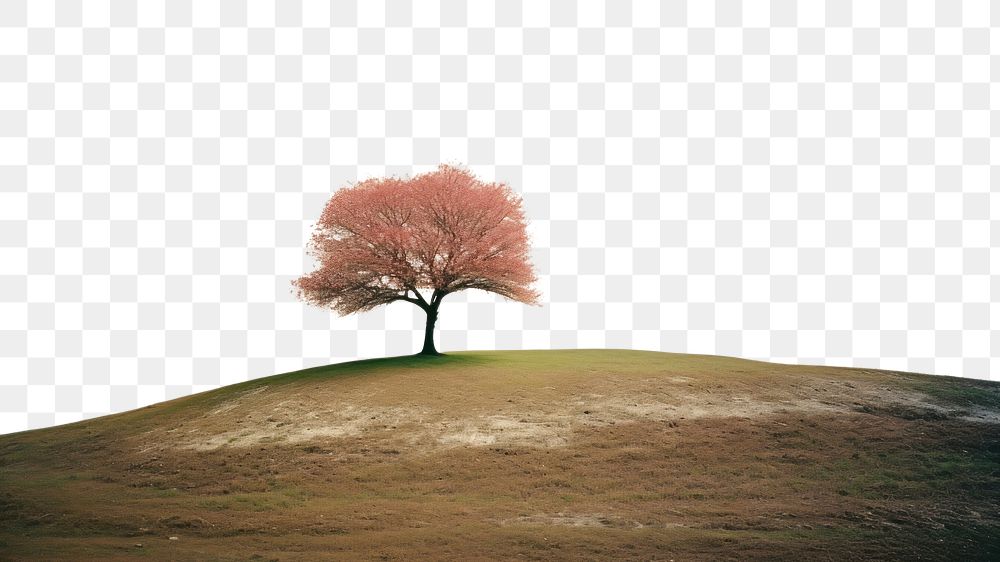 PNG A lone tree sitting on top of a hill landscape outdoors nature. AI generated Image by rawpixel.