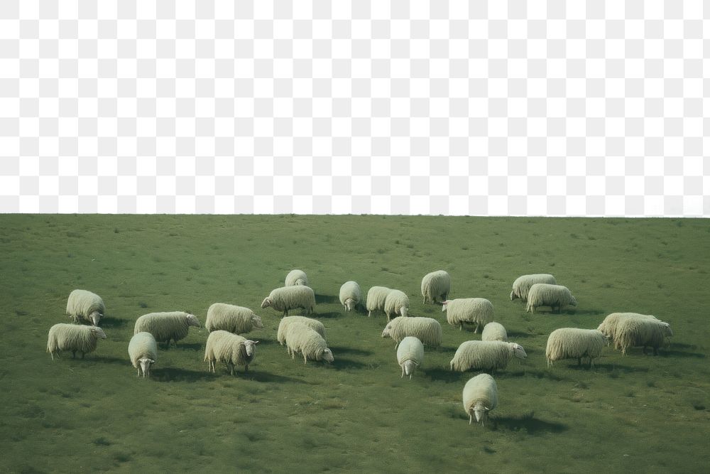 PNG Group of sheeps in the pale green farm landscape grassland livestock. AI generated Image by rawpixel.