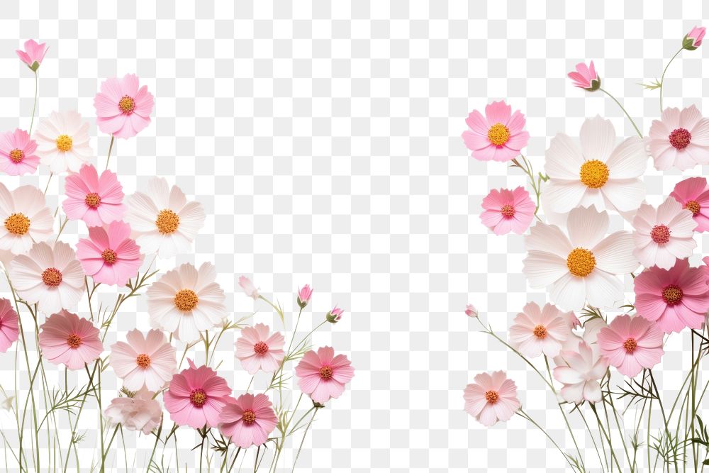 PNG Cosmos flower backgrounds blossom. AI generated Image by rawpixel.
