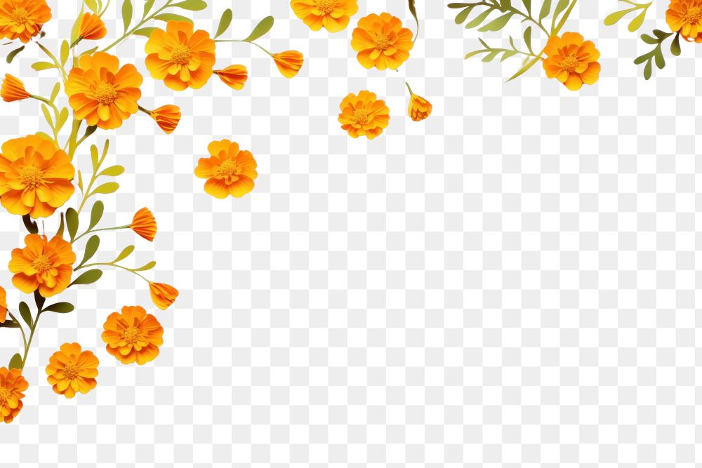 PNG Marigold flower backgrounds plant. AI generated Image by rawpixel.