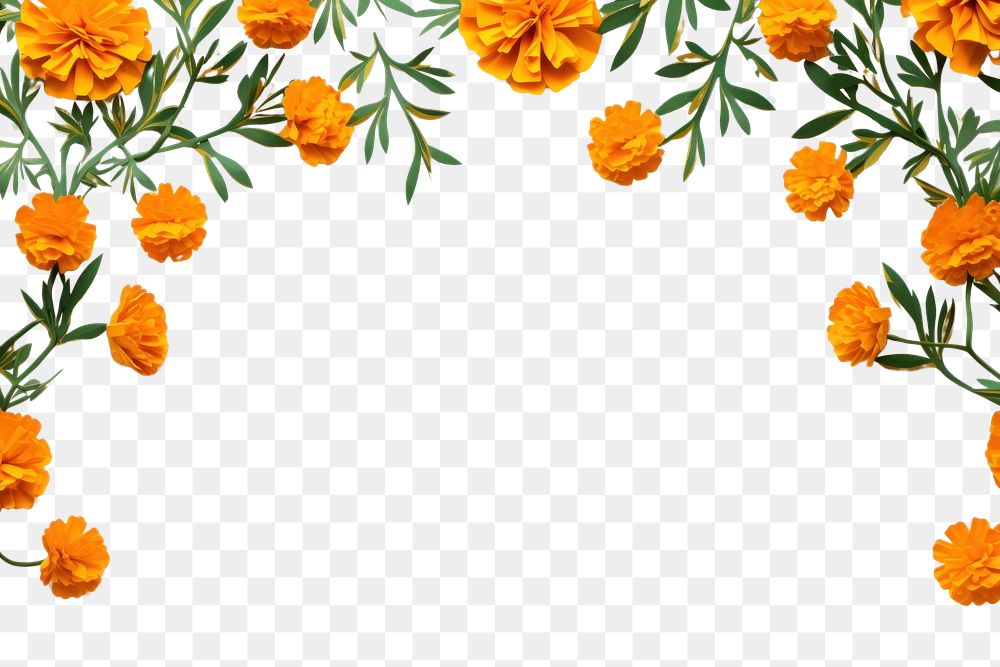 PNG Marigold flower backgrounds plant. AI generated Image by rawpixel.