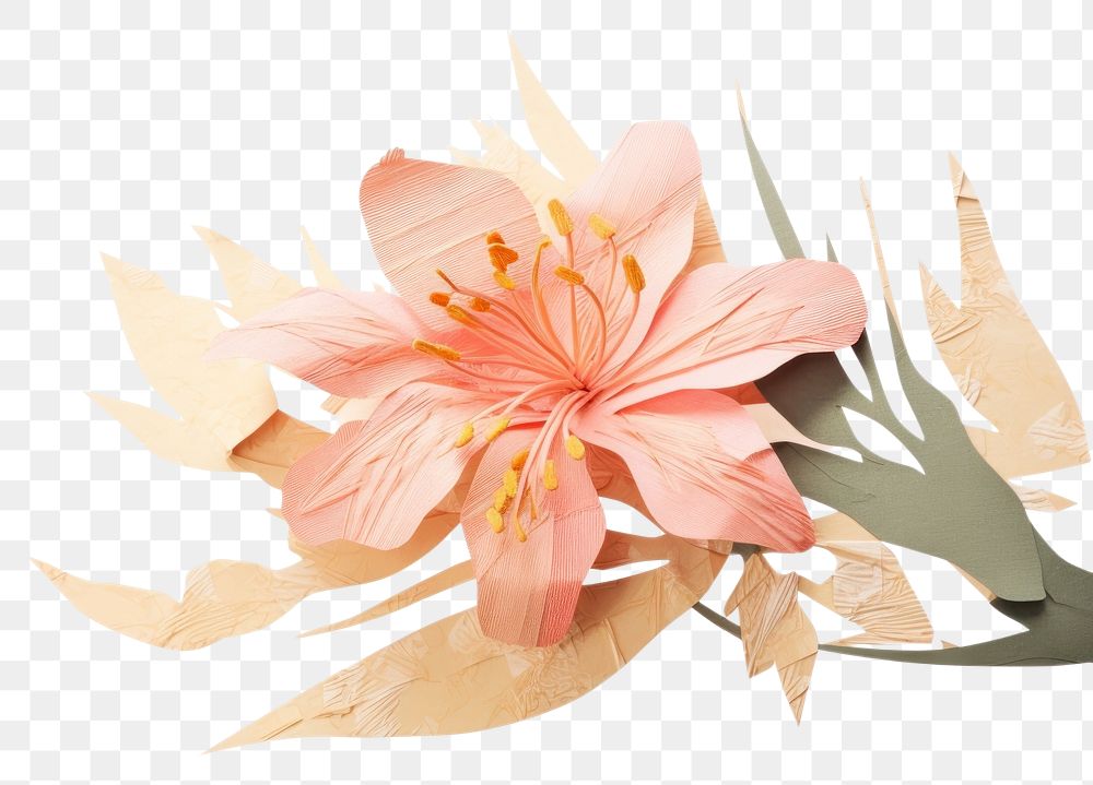 PNG  Flower petal plant lily. AI generated Image by rawpixel.