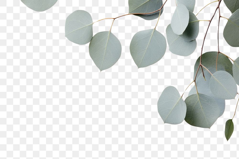 PNG Eucalyptus plant leaves backgrounds leaf tree. AI generated Image by rawpixel.