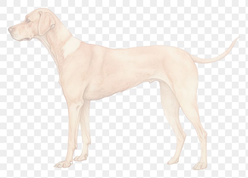 PNG Riso illustration of a dog drawing animal mammal. AI generated Image by rawpixel.