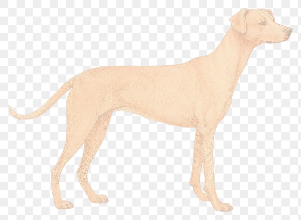 PNG Riso illustration of a dog drawing animal mammal. AI generated Image by rawpixel.